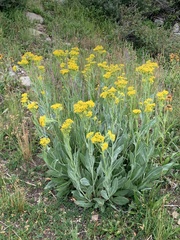 Senecio atratus