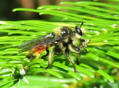 Laphria fernaldi