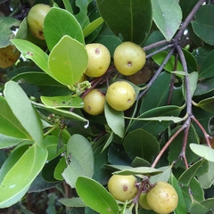 Elaeodendron xylocarpum