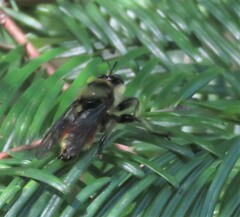 Laphria fernaldi