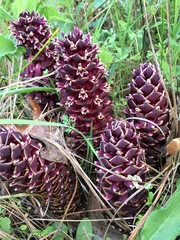 Kopsiopsis strobilacea