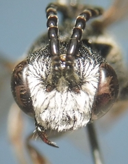 Sphecodes schenckii