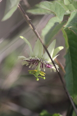 Passiflora bryonioides