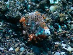 Lophozozymus pulchellus