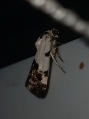 Tarache tetragona
