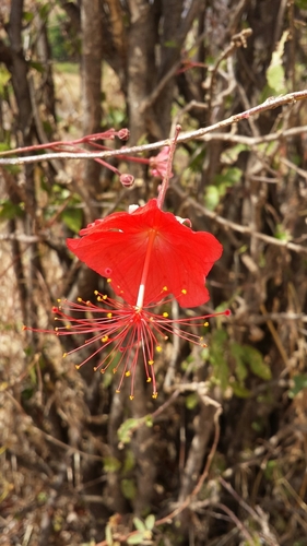 Hibiscus grandidieri var. phanerandrus image