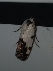 Tarache tetragona