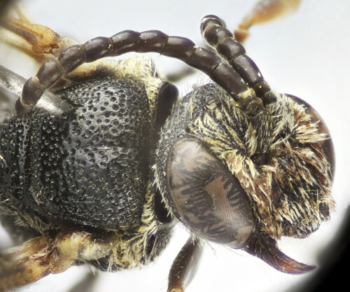 Sphecodes schenckii