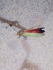Tropidacris cristata