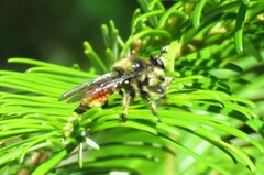 Laphria fernaldi