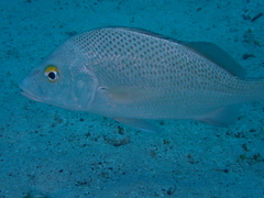 Haemulon scudderii