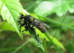 Laphria fernaldi