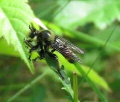 Laphria fernaldi