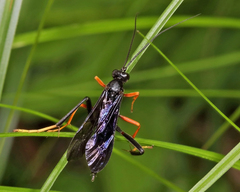 Exetastes fornicator nervulus