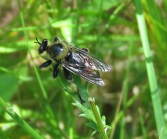 Laphria fernaldi
