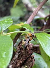 Xylocopa aerata