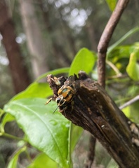Xylocopa aerata