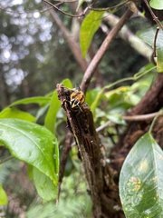 Xylocopa aerata