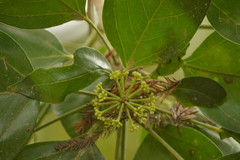 Dendropanax