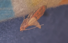 Plodia interpunctella