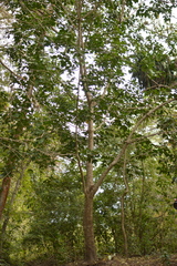 Dendropanax