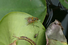 Parhelophilus divisus