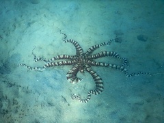 Thaumoctopus mimicus