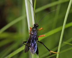 Exetastes fornicator nervulus