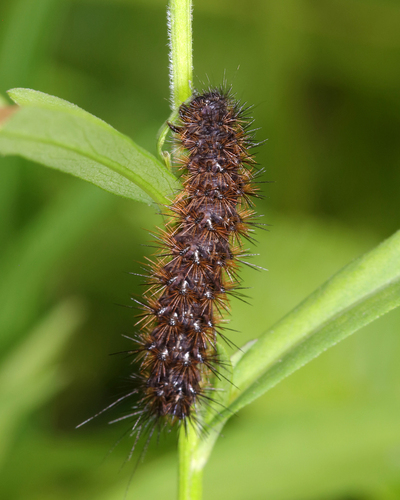 Apantesis photographed on goldenrod