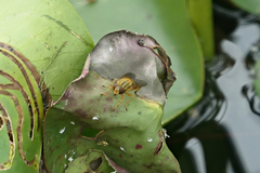 Parhelophilus divisus