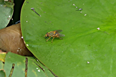 Parhelophilus divisus