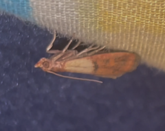 Plodia interpunctella