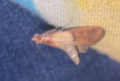 Plodia interpunctella