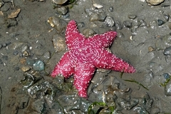 Pisaster ochraceus