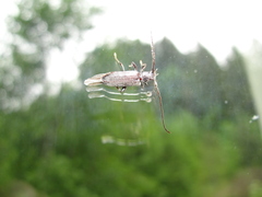 Opsimus quadrilineatus