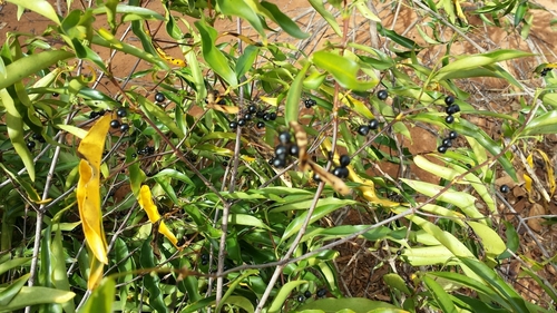 Coptosperma madagascariense image