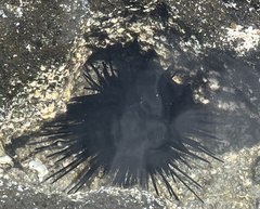 Echinothrix diadema