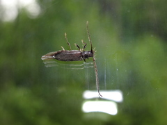 Opsimus quadrilineatus