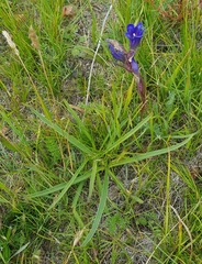 Gentiana decumbens