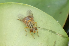 Parhelophilus divisus