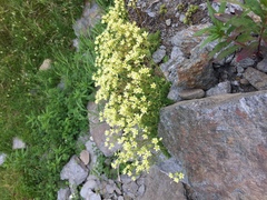 Saxifraga bronchialis funstonii