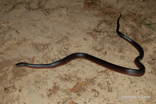Photo of a Mussurana (maculata) (Boiruna maculata)