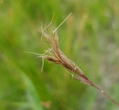 Helictochloa hookeri