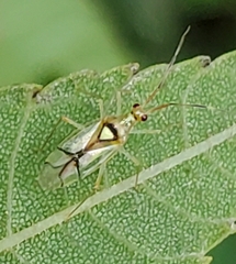 Hyaliodes