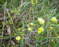 Acacia aculeatissima