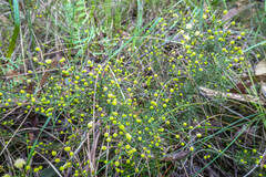 Acacia aculeatissima