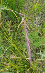 Elymus sibiricus