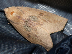 Mnesampela heliochrysa