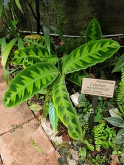 Goeppertia warszewiczii