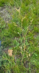 Persicaria angustifolia